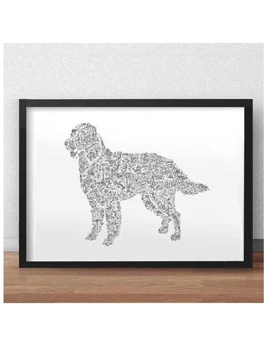 French Spaniel acheter