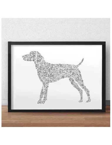 German Shorthaired Pointer - GSP les muscles