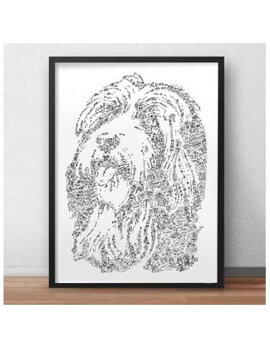 Le colley barbu ou bearded collie la livraison gratuite